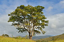 Jatoba Tree (Hymenaea courbaril) at Sao Roque de Minas town, near Serra da Canastra National Park, Cerrado region, Minas Gerais State, Southeastern Brazil