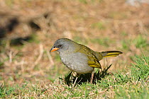 Great Pampa-Finch (Embernagra platenis) highlands of Itatiaia National Park, Itamonte. Minas Gerais State, Southeastern Brazil.