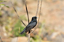 Velvety Black-Tyrant (Knipolegus nigerrimus) perched, highlands of Itatiaia National Park, Itamonte. Minas Gerais State, Southeastern Brazil.
