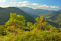 Atlantic Rainforest (Cloud Forest) of Serra Bonita Private Natural Heritage Reserve (RPPN Serra Bonita), Camacan, Southern Bahia State, Eastern Brazil, October 2013.