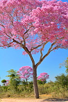 Pink Ipe trees (Tabebuia ipe / Handroanthus impetiginosus) in flower, Pantanal, Mato Grosso State, Western Brazil.