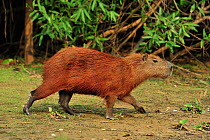 Capybara (Hydrochoerus hydrochaeris) at Pixaim River, Pantanal of Mato Grosso, Mato Grosso State, Western Brazil.