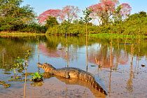 Yacare caiman (Caiman yacare) restingout of water, in front of Pink Ipe trees (Tabebuia ipe / Handroanthus impetiginosus) in flower, Pantanal, Mato Grosso State, Western Brazil.