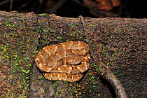 Fer-de-lance or Common Lancehead (Bothrops atrox), a poisonous snake in Varzea flooded rainforest of Mamiraua Sustainable Development Reserve, Alvaraes, Amazon, Amazonas State, Northern Brazil.