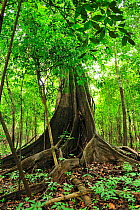 Tree with buttress roots in Varzea seasonally flooded forest on the shore of Mamiraua Lake, Mamiraua Sustainable Development Reserve, Alvaraes, Amazon, Amazonas State, Northern Brazil.