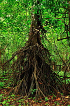 Tree with prop roots in Varzea seasonally flooded forest on the shore of Mamiraua Lake, Mamiraua Sustainable Development Reserve, Alvaraes, Amazon, Amazonas State, Northern Brazil.