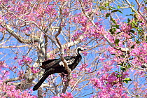 Blue throated piping guan (Pipile pipile) perched in flowering  Pink Ipe tree (Tabebuia ipe / Handroanthus impetiginosus)  Pantanal, Mato Grosso State, Western Brazil. Critically endangered species.