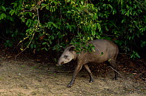 South American tapir (Tapirus terrestris) at edge of forest, Bocaina, Sao Paulo, Brazil