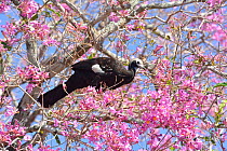 Blue-throated piping guan (Pipile pipile) amongst flowers of  Pink Ipe tree (Tabebuia ipe / Handroanthus impetiginosus) Pantanal, Mato Grosso State, Western Brazil.