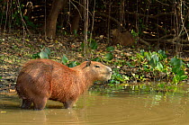 Capybaras (Hydrochoerus hydrochaeris) Pixaim River, Pantanal of Mato Grosso, Mato Grosso State, Western Brazil.