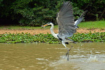 Cocoi Heron (Ardea cocoi) catching a fish at the Pixaim River, Pantanal of Mato Grosso, Mato Grosso State, Western Brazil.