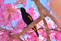 Yellow-rumped cacique (Cacicus cela) amongst flowers of  Pink Ipe tree (Tabebuia ipe / Handroanthus impetiginosus) Pantanal, Mato Grosso State, Western Brazil.