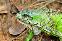 Iguana Lizard (Iguana iguana) on the shore of Piquiri River, Pantanal, Mato Grosso State, Western Brazil.
