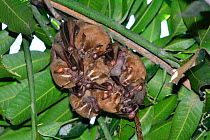 Leaf nosed bats (Phyllostomidae) roosting together in tree, Rua General Glicerio, Rio de Janiero City, Brazil.