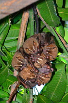 Leaf nosed bats (Phyllostomidae) roosting together in tree, Rua General Glicerio, Rio de Janiero City, Brazil.