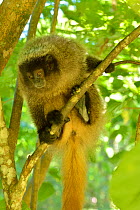 Titi monkey (Callicebus sp) in tree, Atlantic Rainforest, Sao Lourenço, Southern Minas Gerais State, Brazil.