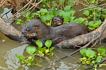 Neotropical river otter (Lontra longicaudis) eating a fish, with baby looking over back, Pantanal, Mato Grosso State, Western Brazil.
