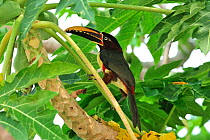 Chestnut-eared Aracari (Pteroglossus castanotis) in tree, Pantanal, Mato Grosso State, Western Brazil.