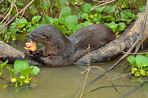 Neotropical river otter (Lontra longicaudis) eating a fish, Pantanal, Mato Grosso State, Western Brazil.