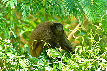 Titi monkey (Callicebus sp) in tree, Atlantic Rainforest, Sao Lourenco, Southern Minas Gerais State, Brazil.