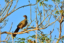Chaco Chachalaca (Ortalis canicollis) Pantanal, Mato Grosso, Western Brazil.