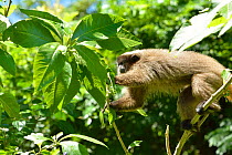 Black-fronted Titi Monkey (Callicebus nigrifrons) climbing, Atlantic Rainforest, Sao Lourenco, Southern Minas Gerais State, Brazil.