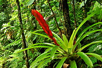 Bromeliad (Bromeliaceae) in flower in rainforest, Salto Morato Nature Reserve / RPPN Salto Morato, Guaraquecaba, Parana, Brazil.