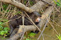 Neotropical river otter (Lontra longicaudis) eating a fish, Pantanal, Mato Grosso State, Western Brazil.