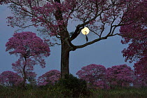Pink Ipe tree (Tabebuia ipe / Handroanthus impetiginosus) in flower at full moon, Pantanal, Mato Grosso State, Western Brazil.