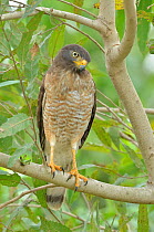 Roadside Hawk (Rupornis magnirostris) in tree, Pantanal, Mato Grosso State, Western Brazil.