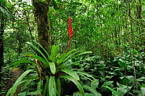 Bromeliads (Bromeliaceae) in flower in rainforest, Salto Morato