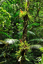 Bromeliads (Bromeliaceae) in flower in rainforest, Salto Morato Nature Reserve / RPPN Salto Morato, Guaraquecaba, Parana, Brazil.