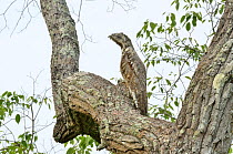 Great Potoo (Nyctibius grandis) in tree, Pantanal, Mato Grosso State, Western Brazil.