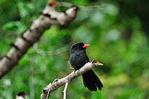 Black-fronted Nunbird (Monasa nigrifrons) perched on branch on the margin of Piquiri River Pantanal, Mato Grosso State, Western Brazil.
