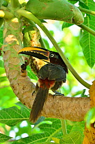 Chestnut-eared Aracari (Pteroglossus castanotis) feeding on Papaya, Pantanal, Mato Grosso State, Western Brazil.