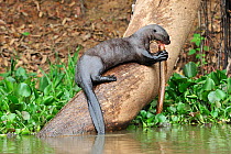 Giant Otter (Pteronura brasiliensis) eating an Marbled Swamp Eel (Synbranchus marmoratus) in Piquiri River Pantanal, Mato Grosso State, Western Brazil.