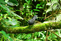 Large-tailed Antshrike (Mackenziaena leachii) perched on branch, Atlantic Rainforest, Serra do Mar mountains, Bananal, Sao Paulo State, Brazil.