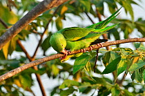 Yellow-chevroned Parakeets (Brotogeris chiriri) preening, Pantanal, Mato Grosso State, Western Brazil.