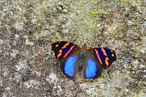 Orea Banner Butterfly (Epiphile orea) Atlantic Rainforest, Serra do Mar mountains, Bananal, Sao Paulo State, Brazil.