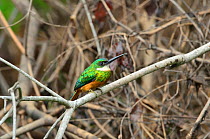 Rufous-tailed Jacamar (Galbula ruficauda) perched on branch near the Piquiri River, Encontro das Aguas State Park, Pantanal of Mato Grosso, Mato Grosso State, Western Brazil.
