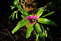 Bromeliad (Neoregelia concentrica) in flower, Atlantic Rainforest, REGUA - Reserva Ecologica Guapiacu, Cachoeiras de Macacu, Rio de Janeiro State, Southeastern Brazil. Endemic species.