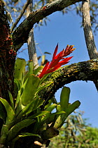 Bromeliad (Aechmea nudicaulis var. aureorosea) in flower, REGUA - Reserva Ecologica Guapiacu, Cachoeiras de Macacu, Rio de Janeiro State, Southeastern Brazil.