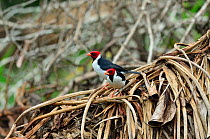 Yellow-billed Cardinal (Paroaria capitata) Pantanal, Mato Grosso State, Western Brazil.