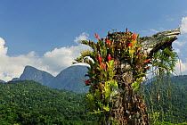 Bromeliads (Aechmea nudicaulis var. aureorosea) in flower, REGUA - Reserva Ecologica Guapiacu, Cachoeiras de Macacu, Rio de Janeiro State, Southeastern Brazil.