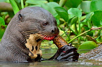 Giant Otter (Pteronura brasiliensis) eating a Marbled Swamp Eel (Synbranchus marmoratus) in Piquiri River Pantanal, Mato Grosso State, Western Brazil.