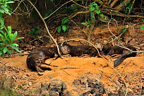 Group of Giant Otters (Pteronura brasiliensis) bathing in dust on the margin of Piquiri River Pantanal, Mato Grosso State, Western Brazil.