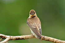 Brown-chested Martin (Progne tapera) looking over shoulder, Pantanal, Mato Grosso State, Western Brazil.