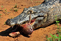 Paraguay Caiman (Caiman yacare) feedin on fish, in Piquiri River, Pantanal of Mato Grosso, Mato Grosso State, Western Brazil.