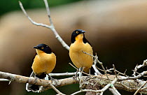 Male and female Black-capped Donacobius (Donacobius atricapilla) Pantanal, Mato Grosso State, Western Brazil.