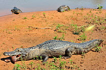 Paraguay Caiman (Caiman yacare) feeding on fish, in Piquiri River, Pantanal of Mato Grosso, Mato Grosso State, Western Brazil.